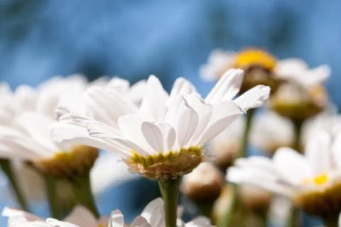 Spring fever Foto stock