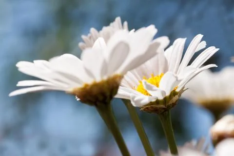 Spring fever Stock Photos