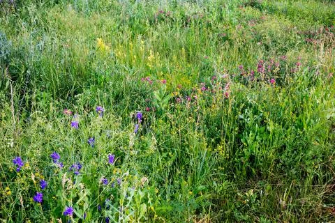 Spring field in all its glory. Grass, flowers, lush greenery. Stock Photos