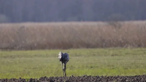 Spring field and crane, 4K slomo Stock Footage 175975411