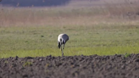 Spring field and crane, 4K slomo Stock Footage 176202579