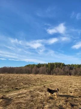Spring Field and Forest under Blue Sky Stock Photos