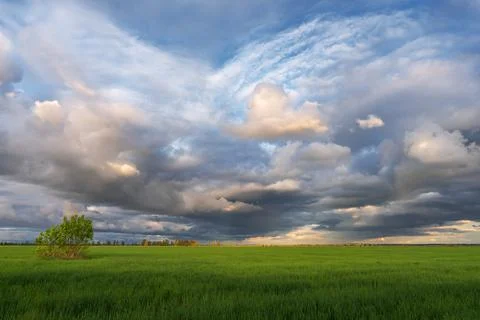 Spring field on a background of cumulus clouds during sunset Stock Photos