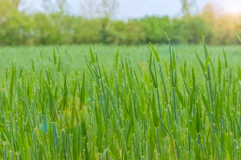 Spring field of barley Stock Photos