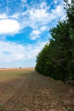 Spring field with a belt of pine trees and blue sky Foto stock