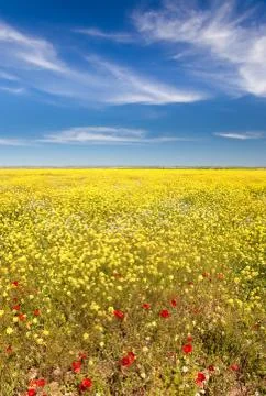 Spring field in bloom Stock Photos