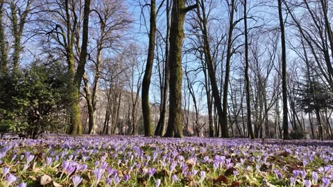 A spring field of blooming purple crocuses. Stock Footage 311173841