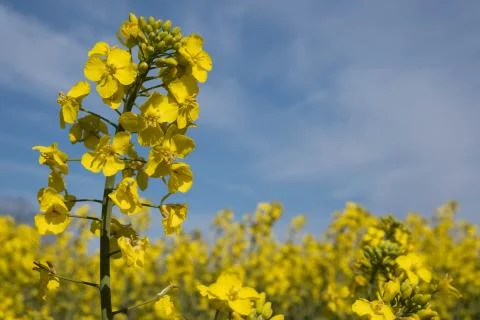 Spring field of blooming rapeseed under a blue sky Stock Photos