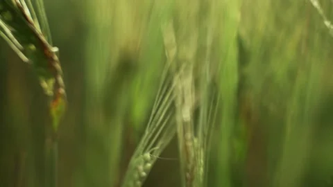 Spring field. Close-up of wheat ears. Beautiful rye field in golden light. Field Stock Footage 130441118