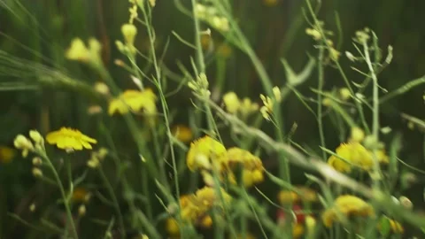 Spring field. Close-up of wheat ears. Beautiful rye field in golden light. Field Stock Footage 130441555