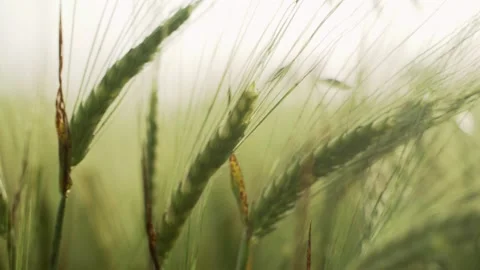Spring field. Close-up of wheat ears. Beautiful rye field in golden light. Field Stock Footage 130441635