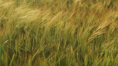 Spring field. Close-up of wheat ears. Beautiful rye field in golden light. Field Stock Footage 130442301