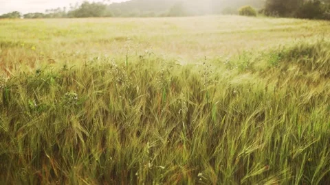 Spring field. Close-up of wheat ears. Beautiful rye field in golden light. Field Stock Footage 130442355