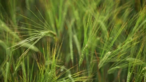 Spring field. Close-up of wheat ears. Beautiful rye field in golden light. Field Stock Footage 130637382