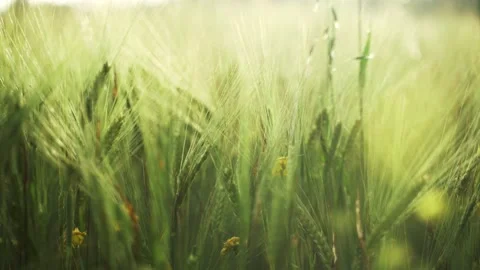 Spring field. Close-up of wheat ears. Beautiful rye field in golden light. Field Stock Footage 130637967
