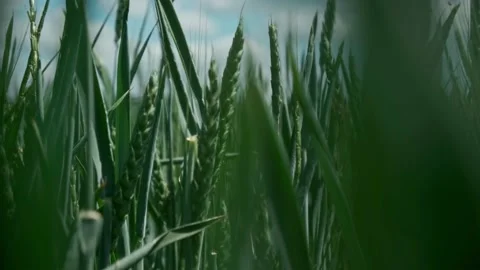 Spring field. Close-up of wheat ears. Beautiful rye field. Field and forest Stock-Footage 131101594