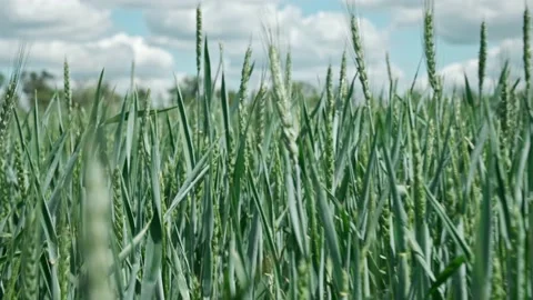 Spring field. Close-up of wheat ears. Beautiful rye field. Field and forest Stock-Footage 131101650