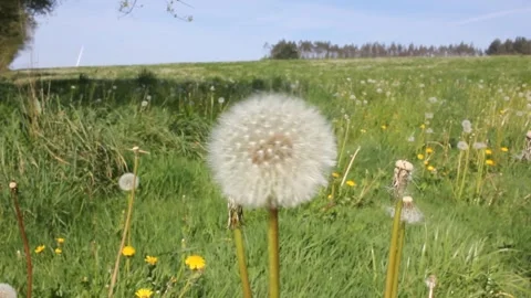 Spring in a field in the countryside Stock Footage 241366571