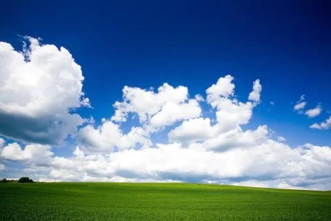 Spring field covered by a grass Stock Photos