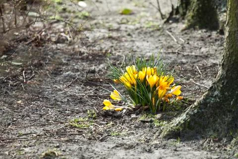 Spring field with crocus flowers Stock-Fotos