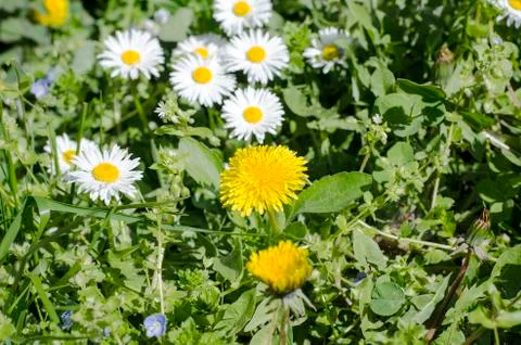 Spring field with daisy flowers Stock Photos