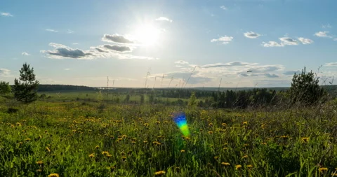 Spring field. Dandelion field, sunset light, spring, freedom. Yellow flowers Stock Footage 132340200