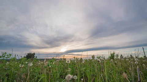 Spring field. Dandelion field, sunset light, spring, freedom. White flowers Stock Footage 155410890