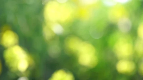 Spring field. Dandelion flowers closeup against sunset sky Stock Footage 73973081