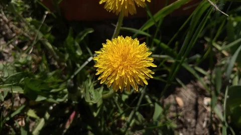 Spring field. Dandelion flowers closeup against sunset sky. Stock Footage 89800229