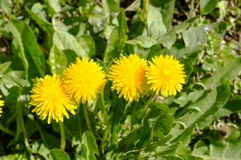 Spring field with dandelions Stock Photos