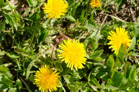 Spring field with dandelions Stock Photos