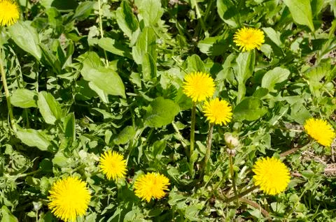 Spring field with dandelions Stock Photos