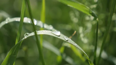 Spring field dewdrops over green  vegetation natural 4K 2160p 30 fps UHD foot Stock Footage 67845452