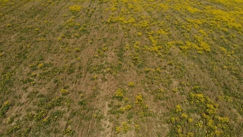 Spring field flowers Vidéo 89671886