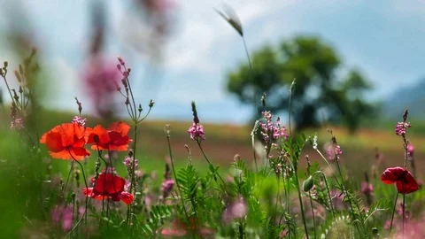 Spring field flowers Stock Footage 89805698