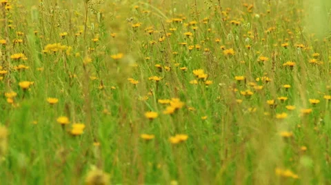Spring Field Stock Footage 1033058