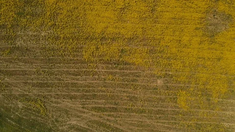 Spring field Vidéo 89671959