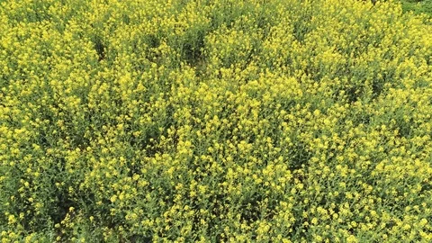 Spring in a field Stock Footage 106143688