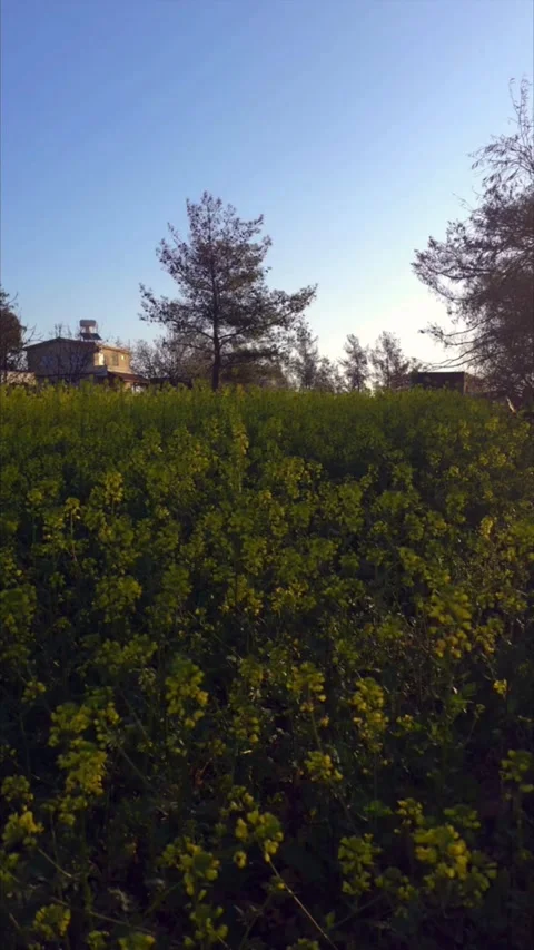 Spring Field  Stock Footage 330908013