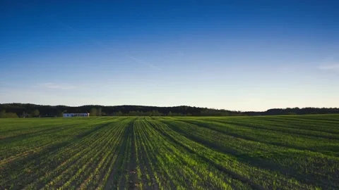 Spring field of grass. Beautiful green field at sunset time	 Stock Footage 88450949