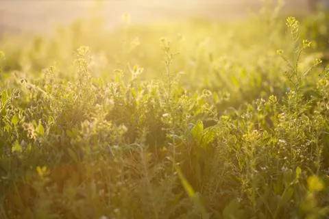Spring field grass over sunlight background Stock Photos