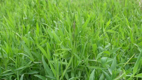Spring field with Grass pea Stock Footage 332562711