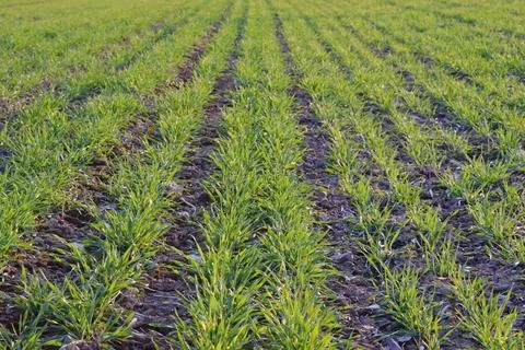 Spring field with growing young plants, agricultural concept Фото