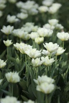 Spring field with pattern of beautiful tenderness white tulips Stock Photos