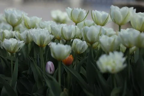Spring field with pattern of beautiful tenderness white tulips Foto stock