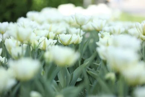 Spring field with pattern of beautiful tenderness white tulips Stock Photos
