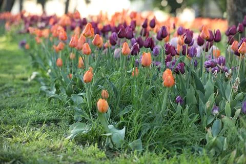 Spring field with pattern of beautiful tenderness color tulips Stock Photos