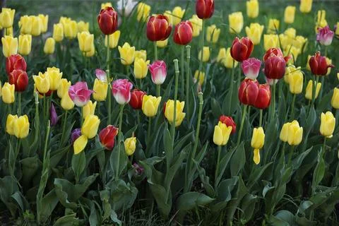 Spring field with pattern of beautiful tenderness color tulips Stock Photos