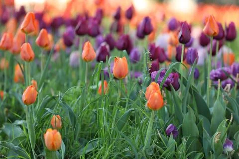 Spring field with pattern of beautiful tenderness color tulips Stock Photos