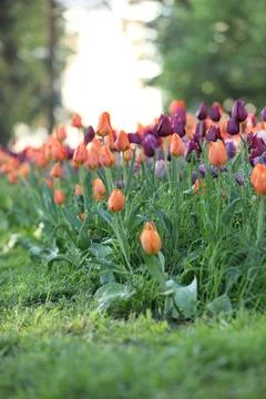 Spring field with pattern of beautiful tenderness color tulips Stock Photos